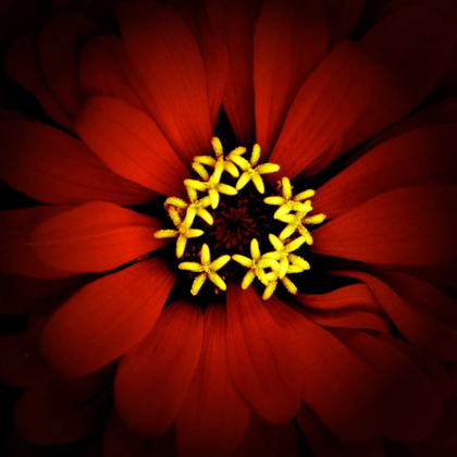 Picture of RED ZINNIA