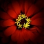 Picture of RED ZINNIA