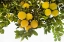 Picture of LEMON GROVE I