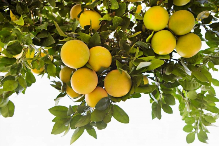 Picture of LEMON GROVE I