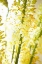 Picture of WHITE FLOWERS