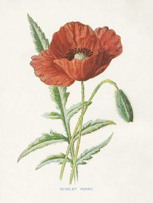 Picture of SCARLET POPPY