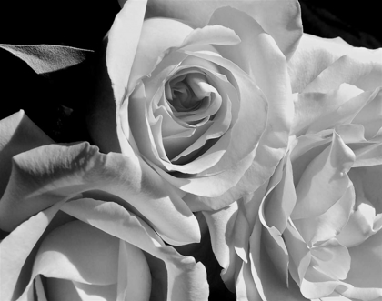 Picture of LESSENCE DE LA ROSE BW IV