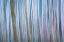 Picture of WINTER FOREST ABSTRACT I