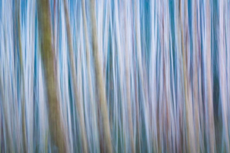 Picture of WINTER FOREST ABSTRACT I