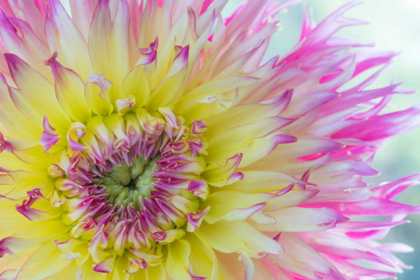 Picture of DAHLIA CLOSE UP IV