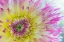 Picture of DAHLIA CLOSE UP IV