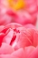 Picture of PINK PEONY II