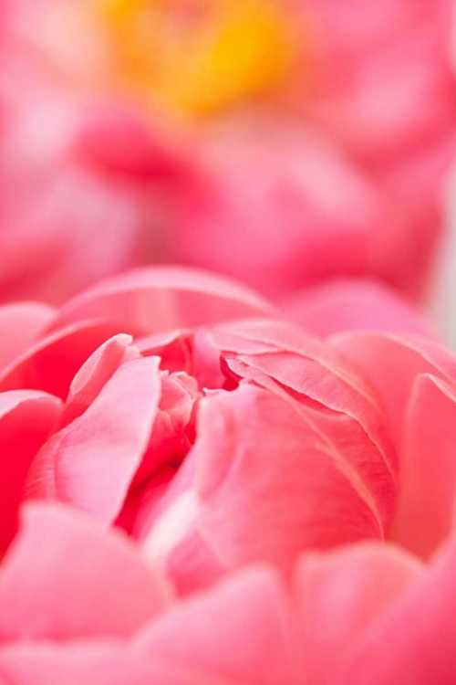 Picture of PINK PEONY II