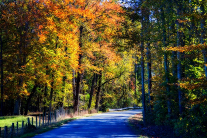 Picture of TWISTING AUTUMN ROAD II