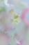 Picture of HYDRANGEA I