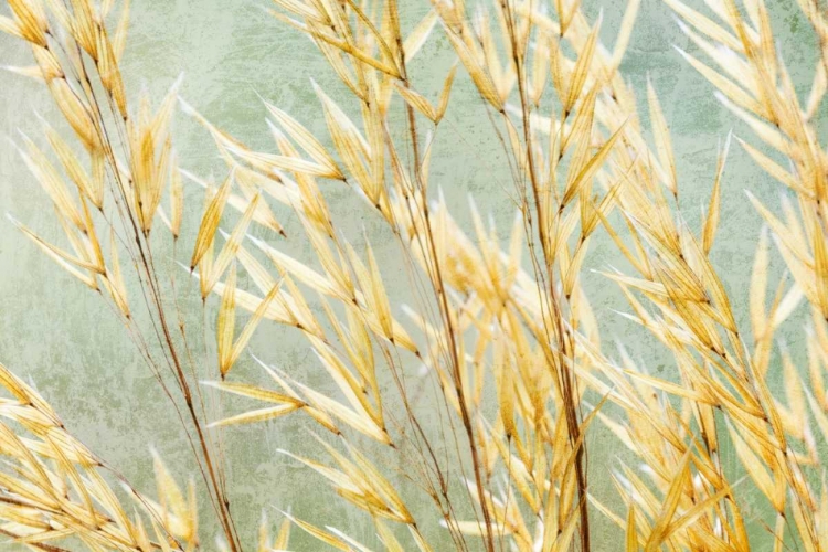 Picture of GOLDEN GRASSES