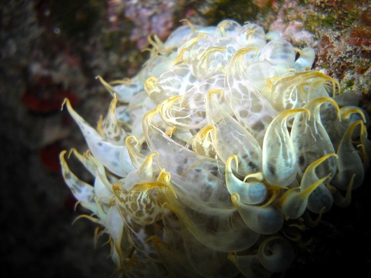 Picture of AIPTASIA-MUTABILIS-UNDERWATER-PHOTO