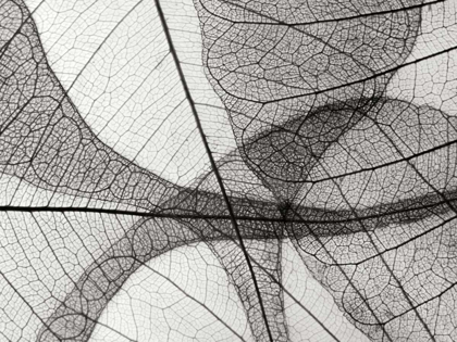 Picture of LEAF DESIGNS I BW