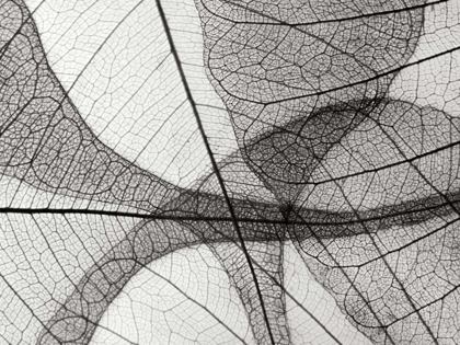 Picture of LEAF DESIGNS I BW