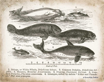 Picture of ANTIQUE WHALES I