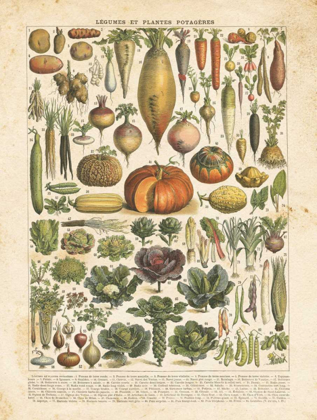 Picture of FRENCH VEGETABLE CHART
