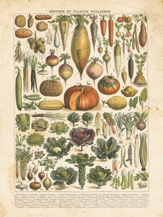 Picture of FRENCH VEGETABLE CHART