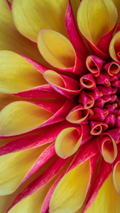 Picture of RED AND YELLOW DAHLIA I