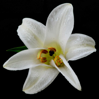 Picture of LILY ON BLACK II
