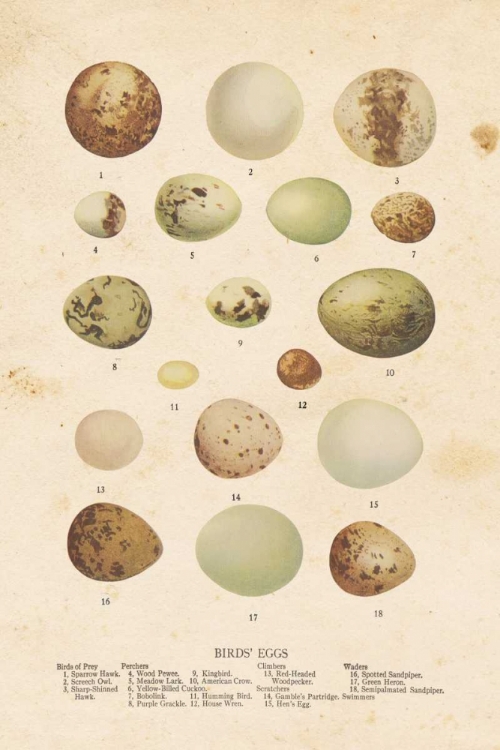 Picture of BIRDS EGGS II