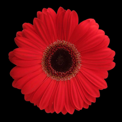 Picture of RED GERBERA DAISY