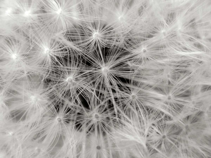 Picture of DANDELION 2