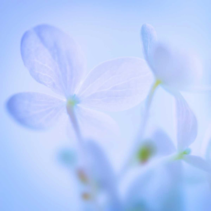 Picture of HYDRANGEA BLOSSOMS I