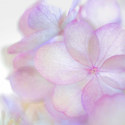 Picture of PINK HYDRANGEA II