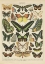 Picture of PAPILLONS II