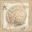 Picture of SANDY SCALLOP