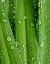 Picture of APRIL RAIN I