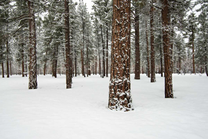 Picture of PONDEROSA FOREST