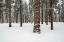 Picture of PONDEROSA FOREST