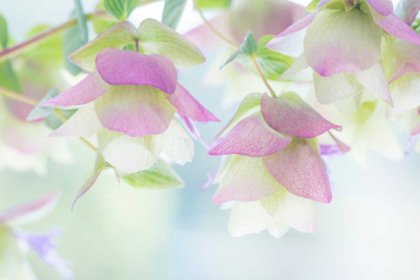 Picture of ORNAMENTAL OREGANO II