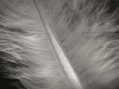 Picture of FEATHER II