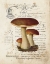 Picture of MUSHROOM II
