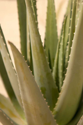 Picture of ALOE