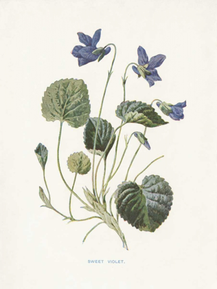 Picture of SWEET VIOLETS