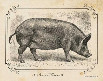 Picture of FARM PIG I