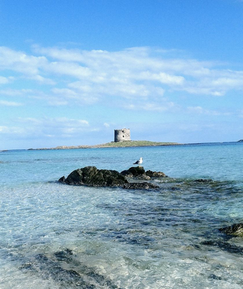 Picture of SEA-TOWER-PELOSA-SEAGULL