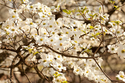 Picture of CHERRY BLOSSOMS III