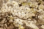 Picture of CHERRY BLOSSOMS III