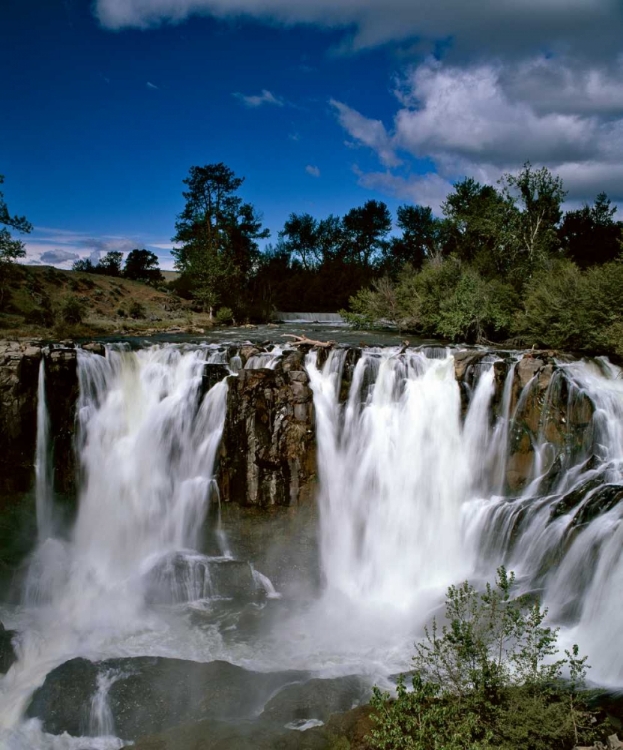 Picture of OREGON NIAGARA