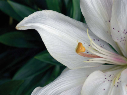 Picture of MACRO LILY
