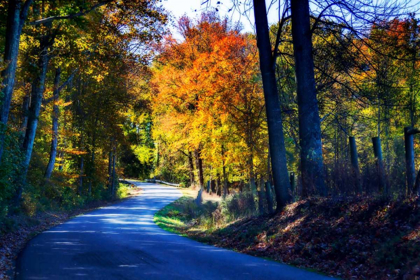 Picture of TWISTING AUTUMN ROAD I