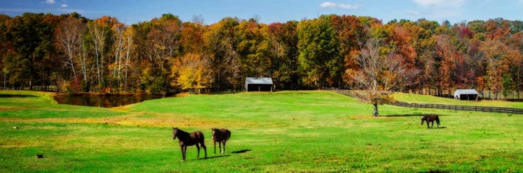 Picture of VIRGINIA HORSE FARM I