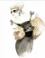 Picture of RUNWAY FASHION III