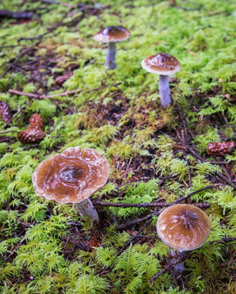 Picture of MUSHROOMS