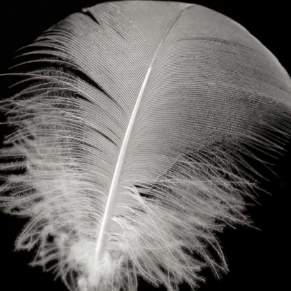 Picture of FEATHER III